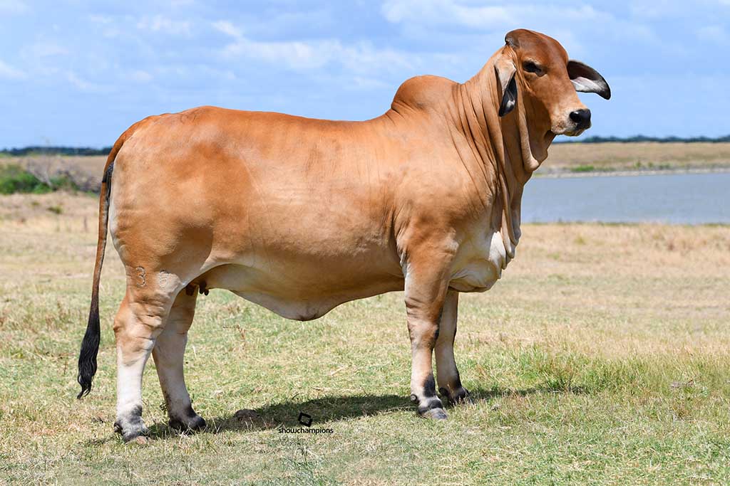 types of beef cattle brahman