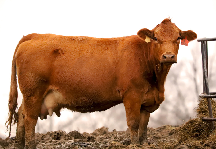 Gelbvieh cow