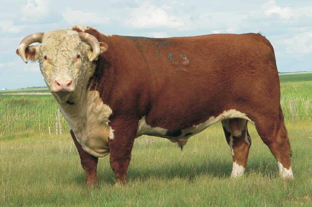 hereford cow