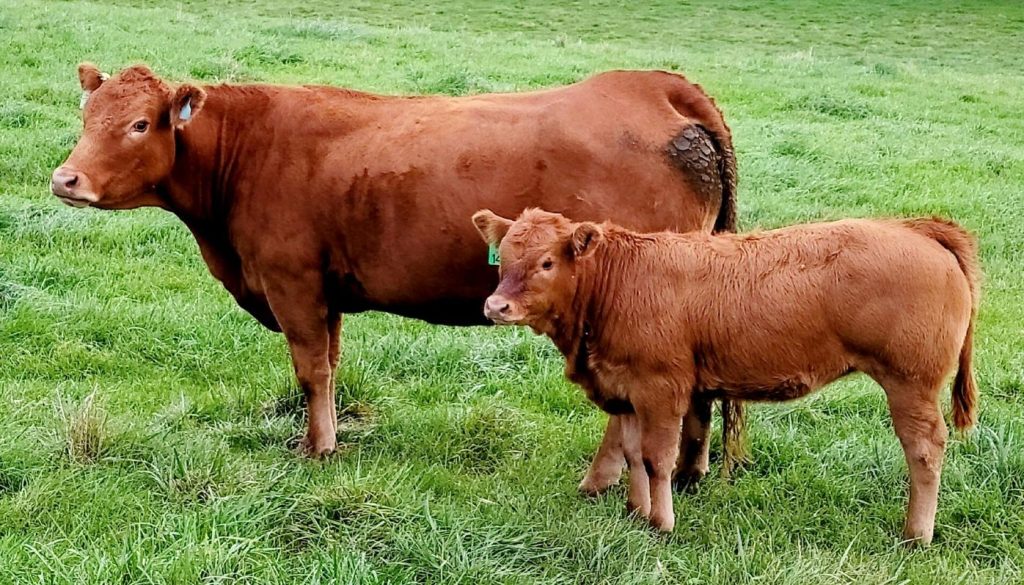 limousin cattle