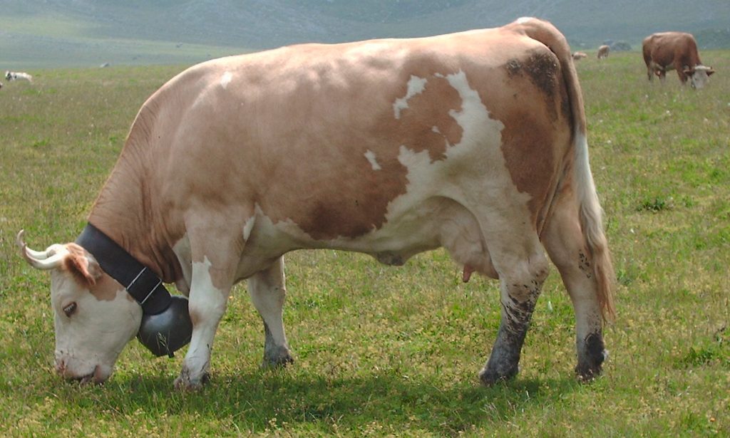 Simmental cow