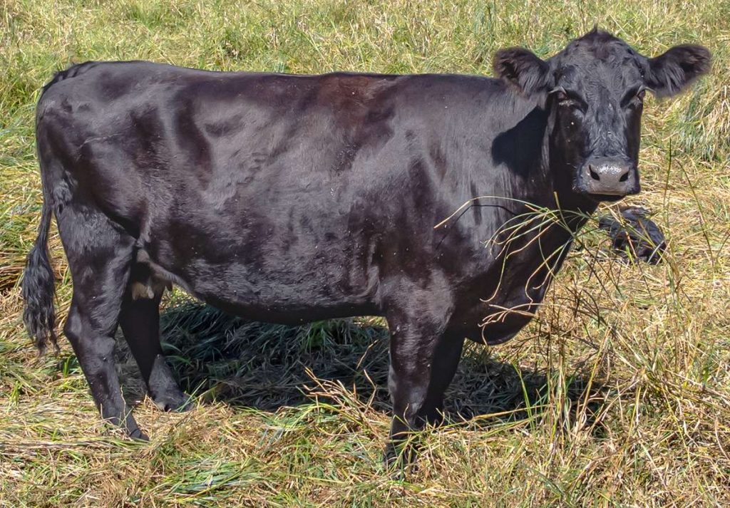 types of beef cattle