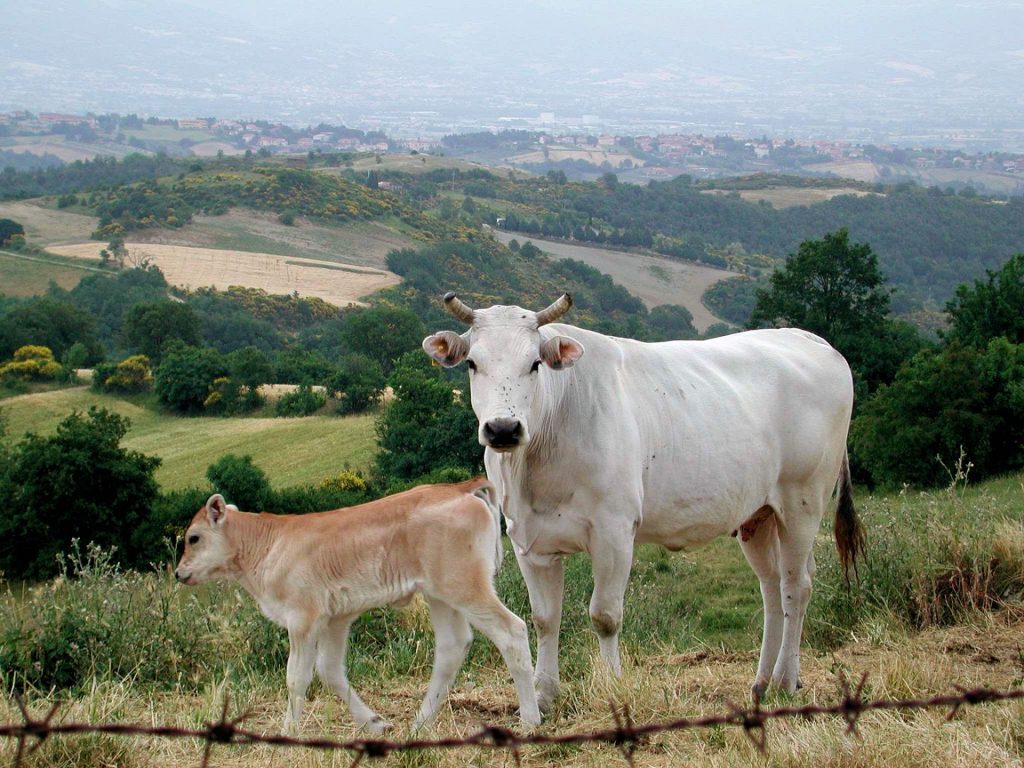 chianina cow