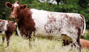 sapi shorthorn