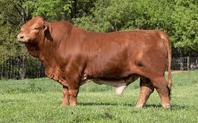 beefmaster cow