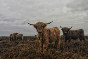 sapi Scottish Highland